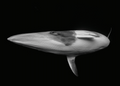 Ocean Photographer of the Year Poster