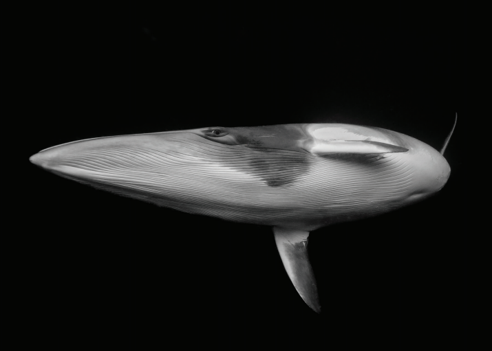 Ocean Photographer of the Year Postcard