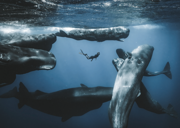 Ocean Photographer of the Year Postcard