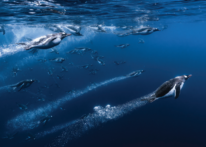 Ocean Photographer of the Year Postcard